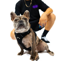 Krispy Shirt Black (Mens) - Shreddy